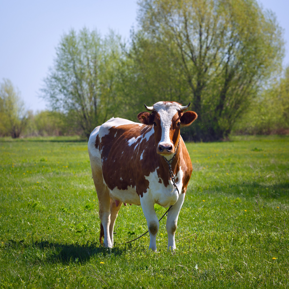 Cow