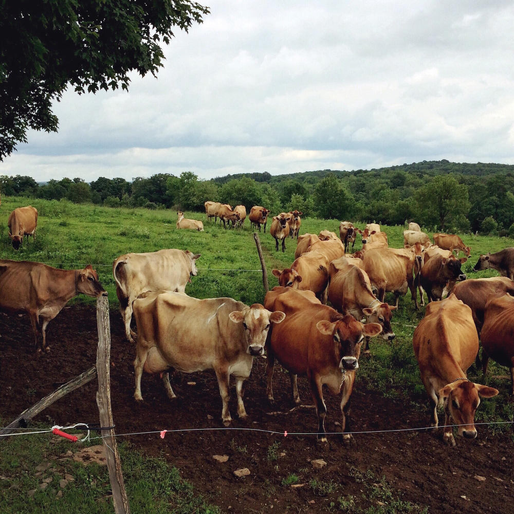 Farm